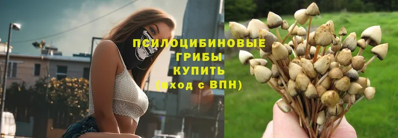 Галлюциногенные грибы Psilocybe  Ярославль 